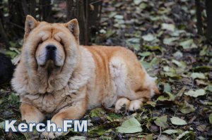 В Крыму необходимо развивать механизмы защиты домашних животных от издевательств, – эксперт ОНФ