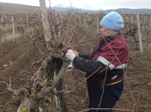 В севастопольских долинах обрезают виноград