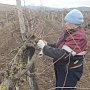 В севастопольских долинах обрезают виноград