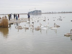 Для лебедей на озере Сасык-Сиваш изготовят искусственные гнёзда