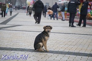 В керченскую казну пока не поступили деньги на стерилизацию бродячих животных