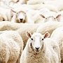 В Ленинском районе трое украли 19 овец