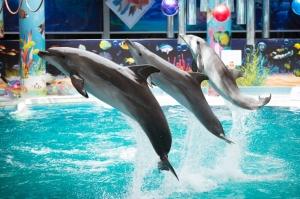 Евпаторийский дельфинарий приглашает в необычный зоопарк морских млекопитающих