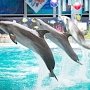 Евпаторийский дельфинарий приглашает в необычный зоопарк морских млекопитающих