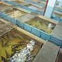 Рыбная эко-ферма под Севастополем реализовала 3 тонны продукции