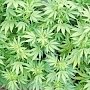 В Саках у местного жителя изъяли марихуану