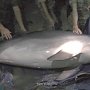 За издевательства над дельфином керченские браконьеры заплатят 850 тыс. рублей