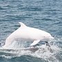 У берегов Судака появился белый дельфин