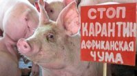 В Крыму обнаружили два захоронения свиней, – Госкомветеринарии