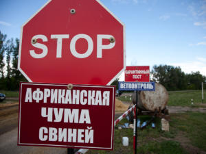 В Белогорском районе обнаружили нарушающие закон захоронения свиней, заражённых АЧС