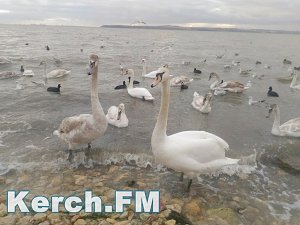 Керчане кормят лебедей на пляже в районе Сморжевского