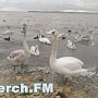 Керчане кормят лебедей на пляже в районе Сморжевского