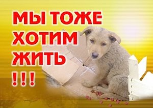 Керчи не выделят денег на приют для бездомных животных