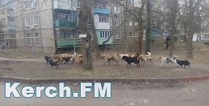 В Керчи в одном из районов гуляет огромная стая собак