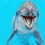 В Керченском проливе в десять раз увеличилось количество дельфинов