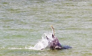 В Керченском проливе стало больше дельфинов и рыбы