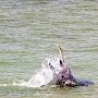 В Керченском проливе стало больше дельфинов и рыбы