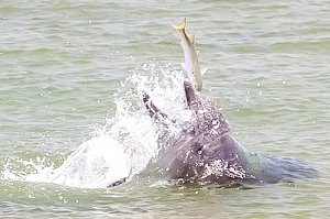 Дельфины среагировали на стройку в Керченском проливе ростом численности