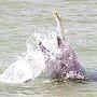 Дельфины среагировали на стройку в Керченском проливе ростом численности