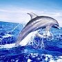 В районе Керченского моста увеличилась численность дельфинов