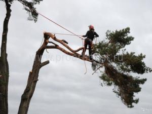 В Симферополе на практике учат обрезке деревьев