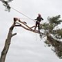 В Симферополе на практике учат обрезке деревьев