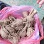 В Крым пытались ввезти семена, саженцы, сухофрукты и фасоль