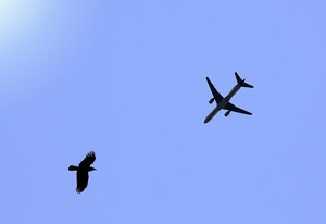 Птицы с крымских свалок начали угрожать безопасности полетов