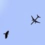Птицы с крымских свалок начали угрожать безопасности полетов