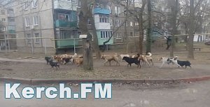 В Керчь к концу марта должны поступить деньги на бродячих животных, — Щербула