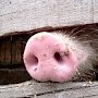В Белогорском районе Крыма введён карантин по африканской чуме свиней