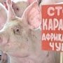 Режим ЧС из-за вспышки африканской чумы свиней введён в одном из районов Крыма
