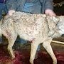 Волки режут овец в Сакском районе