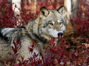 В Джанкойском районе желают регулировать численность волков, лис, котов и собак