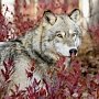 В Джанкойском районе желают регулировать численность волков, лис, котов и собак