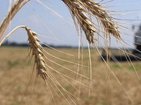 Минсельхоз Крыма закрепил за каждым аграрным регионом ответственных кураторов