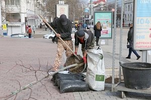 На площади Лазарева высадили тюльпанные деревья