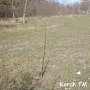 В Приморском парке Керчи высадили молодые деревья