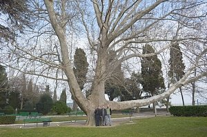 В Крыму занялись поиском уникальных старовозрастных деревьев