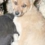 Севастопольский фонд помощи бездомным животным нуждается в средствах
