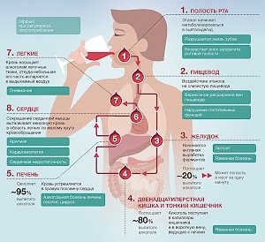 Семь мифов об алкоголе и алкоголизме