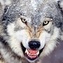 Оленям на заметку: в заповедниках Крыма орудуют херсонские волки