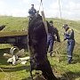 Евпаторийские спасатели вытащили теленка из колодца