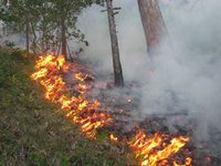 В Крыму утверждён план тушения лесных пожаров