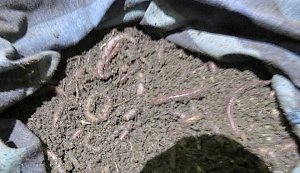 В Крым не проползли 1,5 тысячи дождевых червей