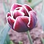 В Никитском ботаническом саду пройдёт юбилейная выставка тюльпанов