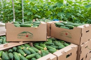 Импортозамещение в действии: Севастополь обеспечат собственными овощами