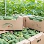 Импортозамещение в действии: Севастополь обеспечат собственными овощами