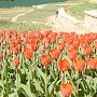 Парад тюльпанов откроется в Никитском ботаническом саду 10 апреля