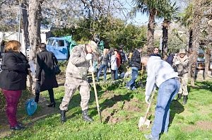 Саженцы экзотических растений украсили центральные скверы Ялты